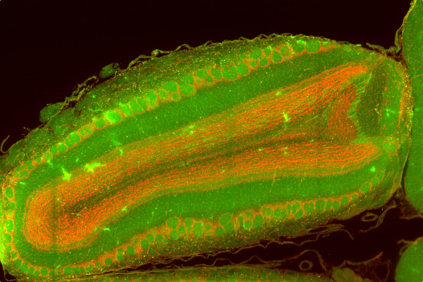 Rat olfactory bulb with nuclear staining (ToPro) and DISCO-clearing - XZ view
