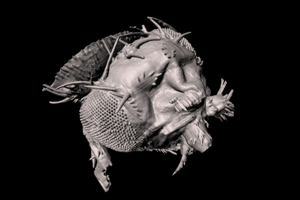 Head of a Drosophila melanogaster imaged at zoom 6.3x - Surface rendering