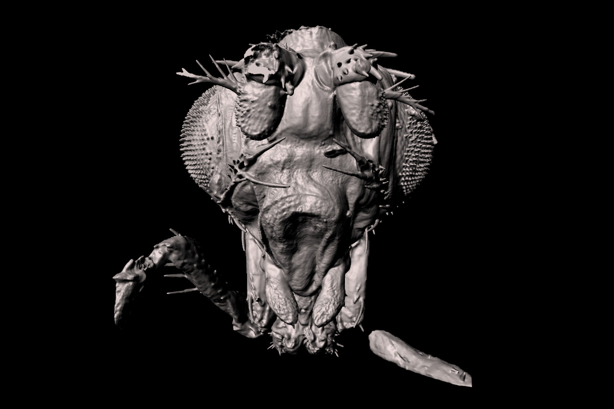 Head of a Drosophila melanogaster imaged at zoom 6.3x - Surface rendering